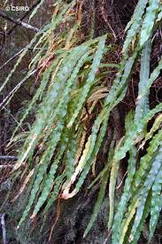 Image result for Oleandra