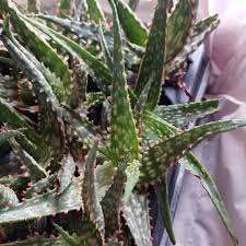 Image result for Aloe carnea