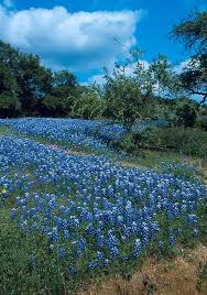 Maybe you would like to learn more about one of these? San Antonio Texas Bluebonnets Wild Flowers Texas Bluebonnets Scenery