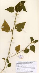 Image result for Sida urens