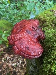 Image result for Ganoderma tsugae
