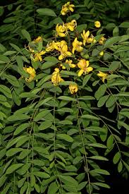 Image result for Cassia abbreviata