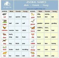 English Vocabulary Gender Of Animals Male And Female Animals Animals Name In English