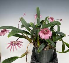 Image result for Bulbophyllum longiflorum