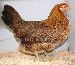 The sicilian buttercup chicken was named for three sicilian buttercup chickens lost popularity during the 20th century. Buttercups