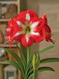 Amaryllis Potted Amaryllis Amaryllis Bulbs Birch Pots