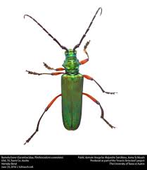 Image result for Plinthus sericeus