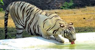 Online Ticket Booking Started For Chhatbir Zoo Zirakpur For Picnic And To Enjoy Lion Safari छ ट ट य म द श क इस ज म प कन क मन न च हत ह त आपक ल ए ग ड न य ज
