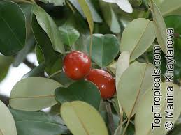 Image result for Manilkara koechlinii