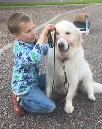 Golden retriever puppies have a biological need to chew and they want to play constantly. Adopt A Golden Retriever Service Therapy Dog In Minnesota Mn English Golden