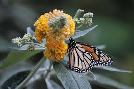 Select from premium monarch butterfly of the highest quality. Monarch Butterfly Monarch Butterflies Butterfly Butterflies Flower Free Image From Needpix Com