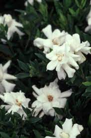 Radicans Gardenia Bush Hedge Green Foliage White Blooms Fragrant Evergreen Shrubs Dwarf Gardenia Flowering Shrubs