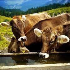 An Der Tranke Kuhe Und Kalber Kuh Tiere