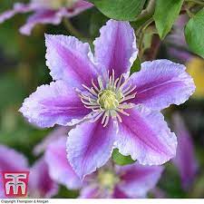 We did not find results for: Clematis Piilu Plants Thompson Morgan
