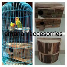Sebelum lomba, lovebird dimandikan bersamaan dengan untulan. Ternak Lovebird Kandang Kapsul Tentang Kolam Kandang Ternak