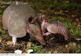 Nine Banded Armadillo Dasypus Novemcinctus Mother With Her Four Week Old Baby Texas 240401 Jpg 650 449 Armadillo Animal Planet Mother And Baby