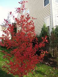 Maybe you would like to learn more about one of these? Nyssa Sylvatica Wildfire Black Gum Sour Gum Wildfire Tupelo Plant Lust
