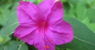 4 O Clock Flowers