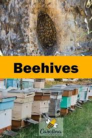 During colder days the colony will just push out dead bees through the entrance so you can find them on the board. What Is A Beehive Where Bees Live Bee Keeping Bee Hive Honey Bee Home