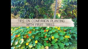 Grab your free vegetable companion planting chart pdf below so you can plant the best garden this year! Tips On Companion Planting With Fruit Trees The Micro Gardener Youtube
