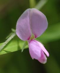 Image result for Galactia