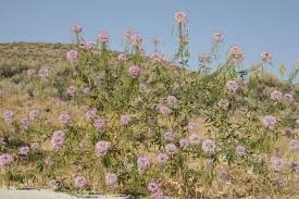 Image result for Sericorema remotiflora