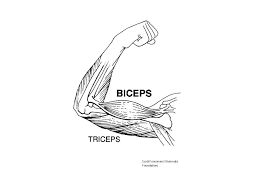 Biceps Strength And Endurance For Function And Aesthetics Its quick fun and easy and as you can see is. biceps strength and endurance for