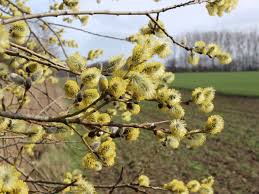 Wann fängt der frühling an?.→. Im Fruhling Wird Die Sonnenstrahlung Starker Es Ist Langer Hell Und Die Temperaturen Steigen Dadurch Kommt Vieles In Bewegung Die Natur Lebt Auf Und Auch Wir Menschen Sind Wieder Aktiver