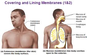 three types of membrane