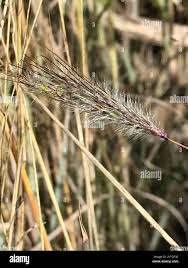 Image result for Dichanthium sericeum