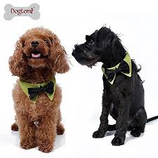 Verstellbare Krawatte Fur Katzen Und Kleine Oder Mittelgrosse Hunde Diese Coole Krawatte Oder Fliege Ist Ein Witziges Outf Haustier Haustiere Mittelgrosse Hunde