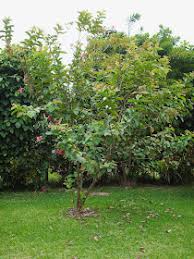 Image result for Psidium guajava