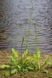 Image result for Alismataceae