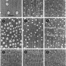 Image result for Ixora mildbraedii