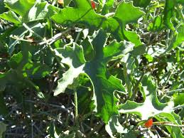 Image result for Corallocarpus welwitschii