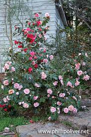 Dirt Therapy Trees Flower Garden Plants Tree