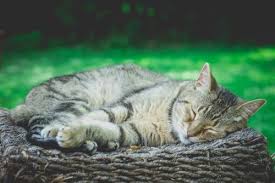 pin on the cute cat
