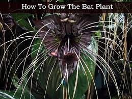 Pin On Houseplants