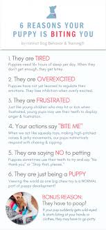 Maybe you would like to learn more about one of these? 6 Reasons Your Puppy Is Biting You Instinct Dog Behavior Training