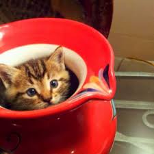 Just One Little Sip