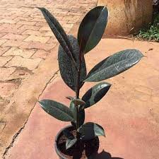 They have large leaves that are dark green and glossy. Rubber Tree Rubber Plant Ficus Elastica Black Prince Burgundy Plant Mangomeadows Best Nursery In Plants In Kerala