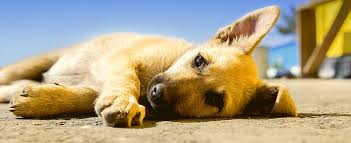 Welpen und sehr junge hunde haben jedoch generell eine grundtemperatur von 39,5° celsius. Cushing Syndrom Beim Hund Tiermedizinportal