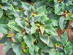 I've been writing about magnesium depleted soil conditions mean that plants (and meat from animals that feed on these plants) are lower in magnesium. Magnesium Deficiency In Poinsettia Floriculture Greenhouse Crop Production