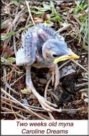 Protocols For The Hand Raising And Rehabilitation Of Mynas Contd Rehabber S Den