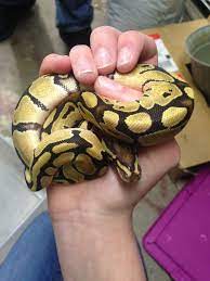 Baby Fire Ball Python I Had The Pleasure Of Meeting Today Ball Python Morphs Cute Snake Ball Python
