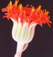 Image result for Kleinia grantii