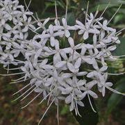 Image result for Pavetta revoluta