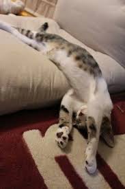 cats can sleep in any position comfort is never an issue cat obsession crazy cats cat sleeping