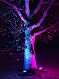 Purple shrubs red shrubs purple trees purple plants purple garden shade garden red leaf plant purple door landscaping plants. Pretty Purple Trees Marijuanaenthusiasts