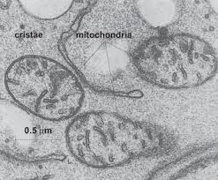 Check spelling or type a new query. Plant Cell Accessscience From Mcgraw Hill Education
